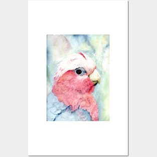 Australian Galah Cockatoo Watercolour Painting Posters and Art